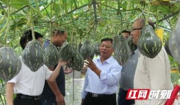 衡阳吃瓜视频,揭秘当地美食文化盛宴