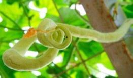 强子吃蛇瓜视频在线观看,在线观看惊险刺激一幕