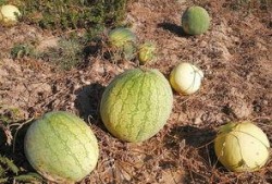 红瓜烂了可以吃吗视频,红瓜烂了还能吃吗？揭秘食品安全小常识