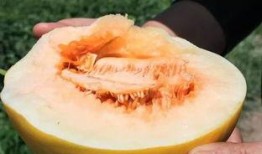 王志傲吃蜜瓜视频在线观看,甜蜜瞬间，尽享在线观看