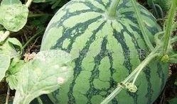 吃瓜视频是什么内容类型,热门娱乐内容背后的趣味与真相