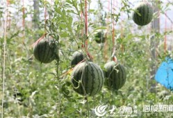 射阳吃瓜事件视频最新,一场网络狂欢背后的真相与反思