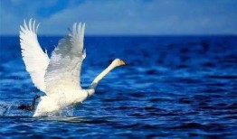 天鹅湖瓜怎样吃最好呢视频,天鹅湖瓜的完美食用指南