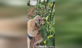 小狗吃瓜的5个动作视频,萌态百出，瓜香四溢