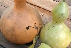 吃葫芦瓜要煮熟吗视频讲解,煮熟才能美味，视频详解烹饪过程