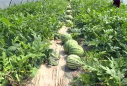 海南最新吃瓜事件视频,视频揭秘惊人真相