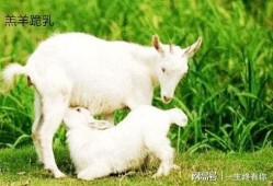 小羊吃瓜事件视频播放全集,全程回顾，揭秘网络爆笑瞬间