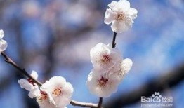 梅花视频吃瓜,揭秘吃瓜群众的狂欢盛宴