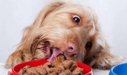 狗吃瓜被误伤视频