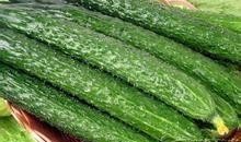 什么瓜吃减肥最快呢视频,揭秘哪种瓜吃最快瘦