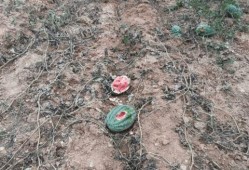 野猪吃瓜的视频大全