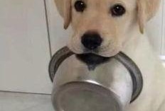 吃瓜拉布拉多被抓的视频,网友热议宠物行为规范