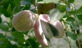 山鸡吃八月瓜好不好呢视频,山鸡食用八月瓜的益处与注意事项