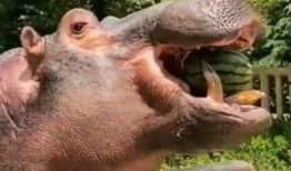 河马吃瓜大西瓜视频,趣味横生吃瓜盛宴