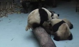 打架看热闹吃瓜视频,围观者视角下的打斗现场直播