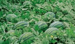 缅甸木姐吃瓜群视频,揭秘当地生活趣味瞬间