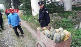 甘南吃瓜事件真相揭秘视频,揭秘背后真相与争议