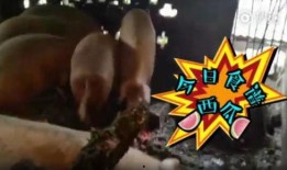 喂猪吃瓜视频大全集播放,视频大全集精彩回顾