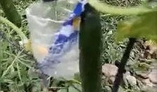 青海交院事件吃瓜视频,吃瓜视频揭示校园风云录