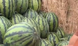 吃瓜香的视频在哪里看到,吃瓜香视频观看攻略，轻松找到热门内容！