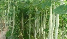 宝宝吃蛇瓜的危害视频,警惕！宝宝食用蛇瓜可能存在的潜在风险