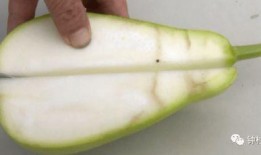 蛇视频吃瓜,揭秘蛇类捕食的惊心动魄瞬间