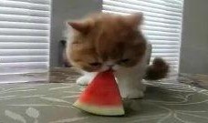 吃瓜爆笑视频大全,让你笑到肚子疼