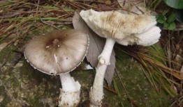 吃野生猫屎瓜会中毒吗视频,食用需谨慎