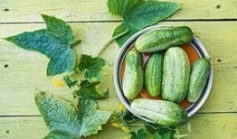 吃整根泡瓜视频