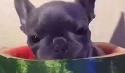 法斗吃瓜的视频,萌态十足，带你领略狗狗的趣味生活