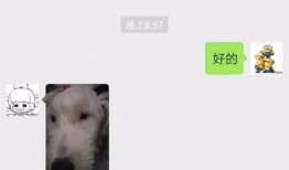 网络吃瓜原视频,揭秘热门视频背后的真相与笑料