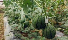 小瓜如何快速切片吃视频,视频教你快速美味享用