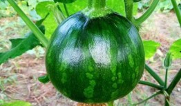 全国各地热门吃瓜视频,各地热门视频大盘点