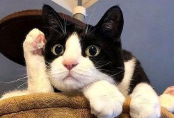 奶牛猫吃瓜的视频怎么拍,萌态十足，视频拍摄技巧揭秘