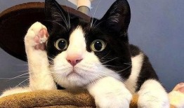 奶牛猫吃瓜的视频怎么拍,萌态十足，视频拍摄技巧揭秘