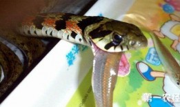 蛇视频吃瓜,揭秘蛇类捕食的惊心动魄瞬间