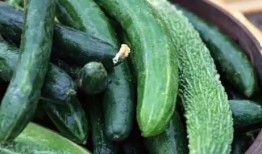 吃蔬菜黄瓜凉瓜视频,黄瓜凉瓜美食视频大赏