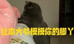 小馋猫吃瓜歌曲完整版视频,一场欢乐的瓜果盛宴
