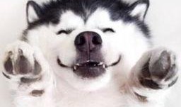 吃瓜爆笑视频大全,让你笑到肚子疼