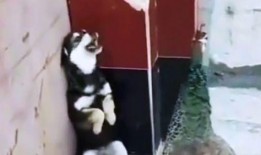 吃瓜看沙雕视频制作,沙雕视频里的欢乐时光