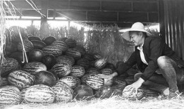 宁河吃瓜群众事件真相视频,揭秘真相背后的真相