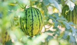 新疆歪瓜怎么吃最好吃视频,解锁最佳食用秘诀