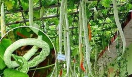 蛇视频吃瓜,揭秘蛇类捕食的惊心动魄瞬间