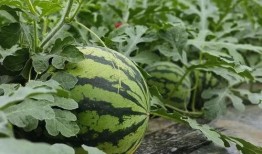 西瓜吃瓜原视频,揭秘网红美食背后的故事