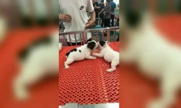 吃瓜看戏遛狗开播了吗视频