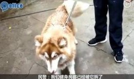 吃瓜视频狗和猪,狗与猪的趣味互动