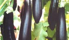 雷州人吃茄瓜视频