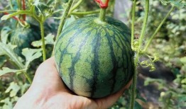 人类早期快速吃瓜视频,揭秘人类早期快速吃瓜的趣味瞬间