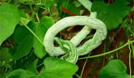 吃蛇瓜还削皮吗视频讲解,削皮还是直接吃？视频揭秘