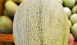 米奇蜜瓜怎么吃最好吃视频,视频教你轻松享美味